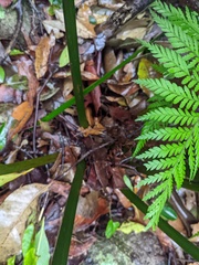 Lepidozamia peroffskyana