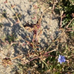 Cichorium intybus