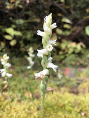 Spiranthes arcisepala