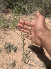 Lappula occidentalis