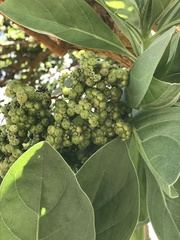 Heliotropium arboreum