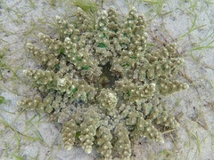 Actinodendron alcyonoideum