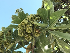 Heliotropium arboreum