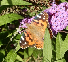 Vanessa cardui