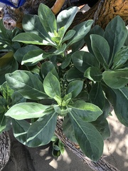 Heliotropium arboreum