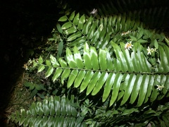 Nephrolepis biserrata