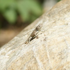 Sceloporus gadoviae