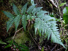 Polystichum neozelandicum