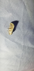 Diastema tigris