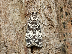 Scoparia exhibitalis