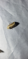 Diastema tigris