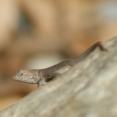 Sceloporus gadoviae