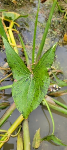 Sagittaria calycina, photograph 5