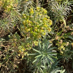 Euphorbia virgata