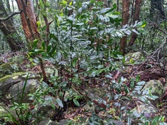 Diospyros australis