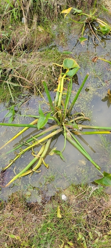 Sagittaria calycina, photograph 6
