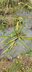 Sagittaria montevidensis