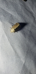 Diastema tigris