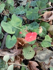 Pelargonium × hybridum