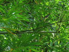 Orthotomus ruficeps