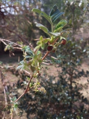 Polylepis
