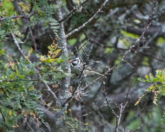 Baeolophus wollweberi
