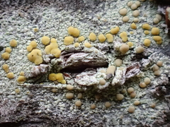 Lecanora symmicta