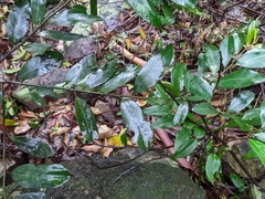Diospyros australis