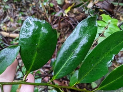 Diospyros australis