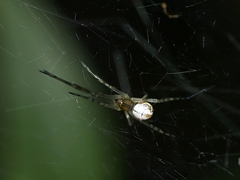 Theridiidae