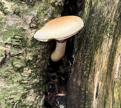 Cyclocybe parasitica