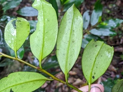 Diospyros australis