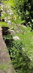 Vachellia campechiana