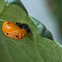 Coccinella