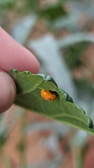 Coccinella