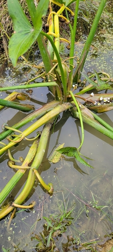 Sagitária (Sagittaria montevidensis)
