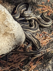 Thamnophis elegans elegans