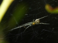 Theridiidae