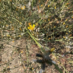Chondrilla juncea