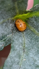 Coccinella