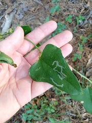 Liriomyza schmidti