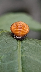 Coccinella