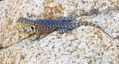 Sceloporus hunsakeri