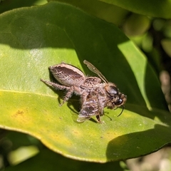 Megafreya sutrix