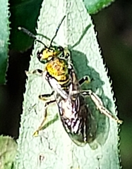 Augochlorella aurata