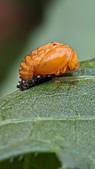 Coccinella