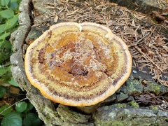 Phaeolus schweinitzii