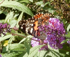 Vanessa cardui