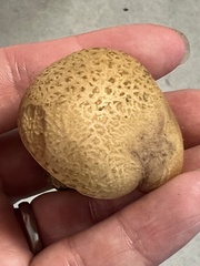 Aureoboletus innixus