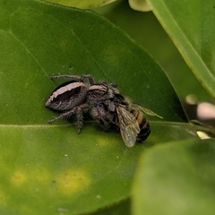 Megafreya sutrix